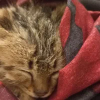 واگذاری گربه