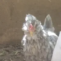جوجه گلین