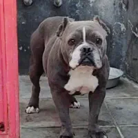 بولی|سگ|بومهن, |دیوار