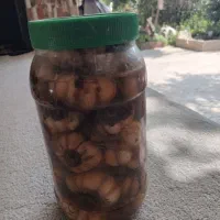 سیر ترشی