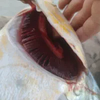 ماهی زل قلاب گناوه