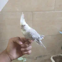 عروس هلندی