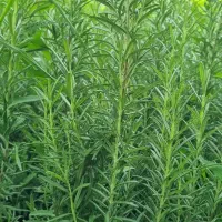 رزماری اسطوخودوس