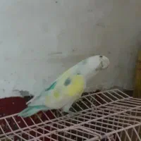 پرنده.کوتوله