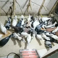 کبوتر زدوخورد 40عدد همه تیزپر