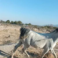 مادیون درجه یک