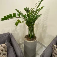 گلدان طبیعی زاموفلیا
