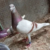 کبوتر پلاکی ماده مقامدار1000