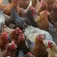 مرغ خانگی تخم گذار