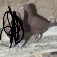 جوجه سرخ کرمونی