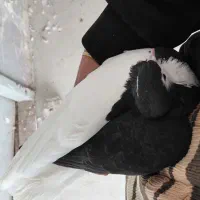 ساده|پرنده|تربت‌حیدریه, حسنی بالا|دیوار