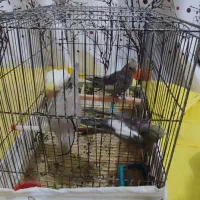 عروس هلندی|پرنده|عجب شیر, |دیوار