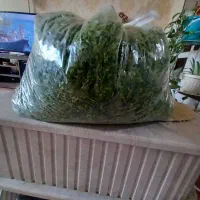 عرضه انواع خدمات آشپزی|خدمات پذیرایی، مراسم|سهند, |دیوار