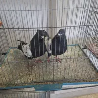 سینه سیاه