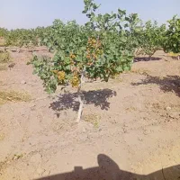 پیوند احمدی و اکبری درجه یک .مر. موجود