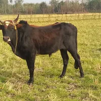 ورزا کوله چالوسی