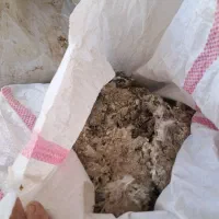 کود کبوتر۹کیسه شوش