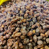 کشمش گله و خرما ضایعات نقد و اقساط|خوردنی و آشامیدنی|مشهد, شهید مطهری|دیوار