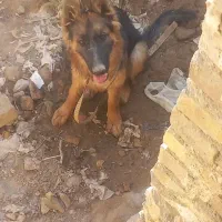 حیوان خانگی،سگ ژرمن