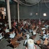 خروس و مرغ محلی|حیوانات مزرعه|لنگرود, |دیوار