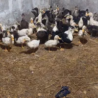 فروش جوجه اردک و مرغ درج یک