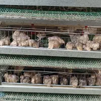 بلدرچین کشتاری