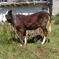 گوساله دورگ اصکله ماستی
