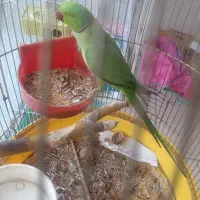 طوطی ملنگو سخنگو|پرنده|همدان, |دیوار