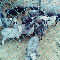 بره، نر ، خارجی ، اصلاح نژاد ، فرانسوی بومی شده