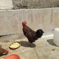 سلام خروس محلی
