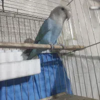 فروش عروس طوطی برزیلی عروس دست اموزم دارم وحشی هم|پرنده|نقده, |دیوار