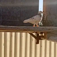 کفتر هوایی کبوتر بوم|پرنده|طرقبه, |دیوار