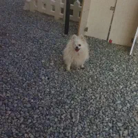 واگذاره سه قلاده پامیرین نر وماده|سگ|رباطکریم, رباطکریم|دیوار