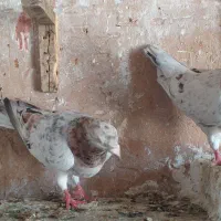 کبوتر کوهی
