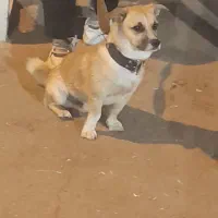 سگ پاکوتاه گمشده|حیوانات|نیشابور, خیام|دیوار