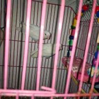 یک جفت طوطی برزیلی آلبینو|پرنده|آبادان, |دیوار