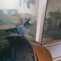 کبوتر|حیوانات|اردبیل, |دیوار