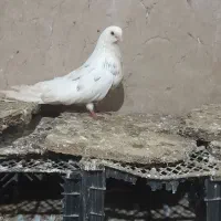 کبوتر