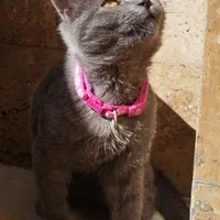 فروش گربه اسکاتیش