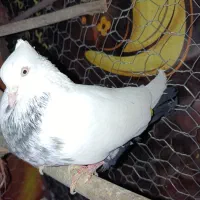 کبوتر دم سیاه نر|پرنده|ضیاء آباد, |دیوار