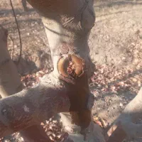 هرس، سم پاشی ، فنس، نهال کاری، آبیاری قطره ای