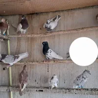 کبوتر رنگی سرور دمبی کفتر هوایی نر