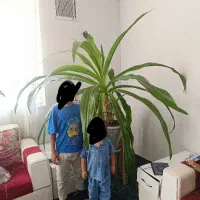 سوسن عنکبوتی