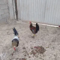 اهواز زرگان بیت محارب
