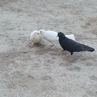 کفتر ایرانی و پاکستانی