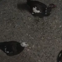 لیک معاوضه با بره و بز