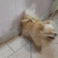 پامرانین یک ساله|سگ|شاهینشهر, شهرک هشت بهشت|دیوار