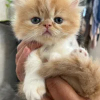 توله گربه پرشین