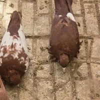 کبوتر راعبی سرخ دست آموز|پرنده|مشهد, عامل|دیوار