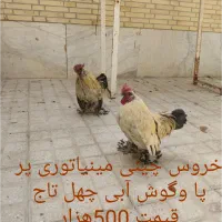 خروس چینی مینیاتوری|حیوانات مزرعه|یزد, |دیوار